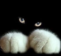Black-Cat-green-eyes-big-white-front-paws-CatSitter-Meridian.jpg