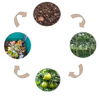 Ciclo de compostaje