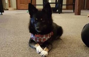 Pomeranian Husky - Pomsky - shy, fearful puppy. In-home dog training.