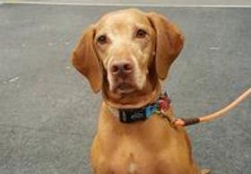 Viszla - Home Depot - noise sensitive dog.