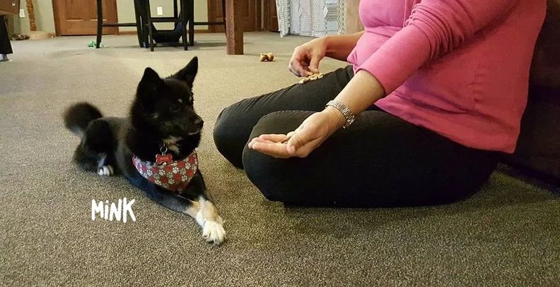 Private, in-home dog training