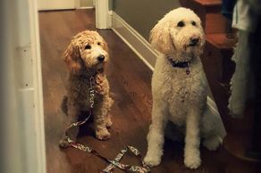Nala - Goldendoodle puppy - In-home private training