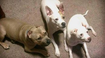 Pitbull - training multiple dogs - in-home dog training