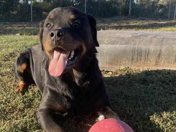 Lu is looking for his forever home he is a 4 year old Rottweiler. He is an energetic friendly goof