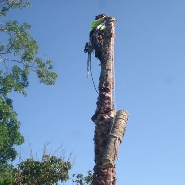 tree trimming enmore
tree removal
tree trimming
tree lopping
palm tree cutting
arborists
pruning