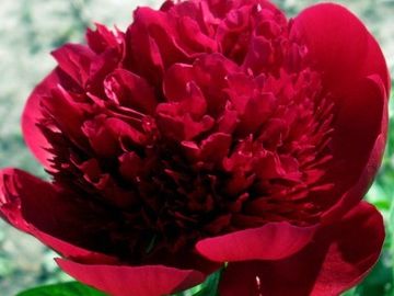 Bomb double; large, opens clear deep crimson. The flower is of exhibition quality.