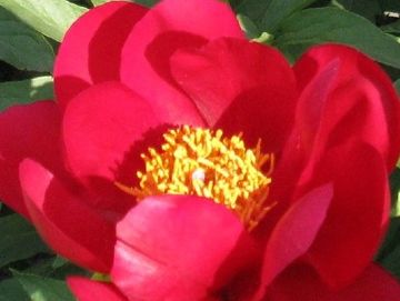 Single; opens brilliant scarlet red.  Smallish flower on a bush of similar scale.