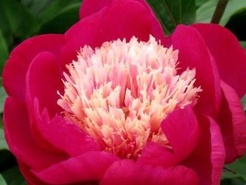 Anemone flower form, large, dark rose-pink to wine color guard petals, well formed and overlapping.