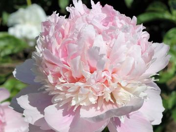 Fragrant, bomb double flower; large, soft pink ball center rises above saucer of large, pink petals.