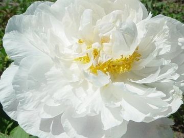 Semi-double, the cupped petals white; in a cool spring may open blush, quickly passing white. 