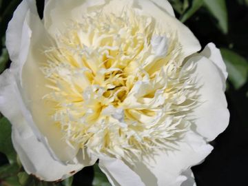 Japanese, on mature plants anemone flower form observed; large, all white flowers. 
