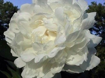 Fragrant, full double; large, opens pure white, center petals cream, give glow in heart appearance. 