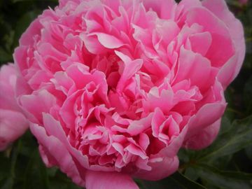 Double; large flower, opens a lively old rose pink; very fragrant. Free flowering, vigorous.