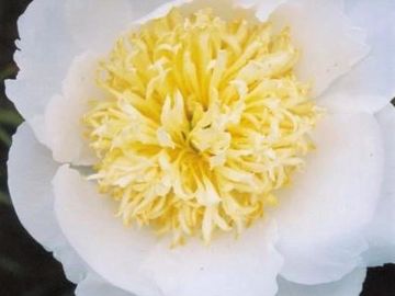 Japanese, very large flower; opens white. A double layer of petals surrounds a yellow center.