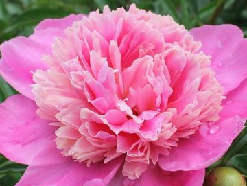Fragrant, Anemone; medium large flower, opens dark old rose pink. Petals surround a collar of narrow