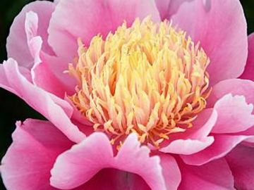Japanese, anemone form on well-established plants; large size flower, opens deep pink.