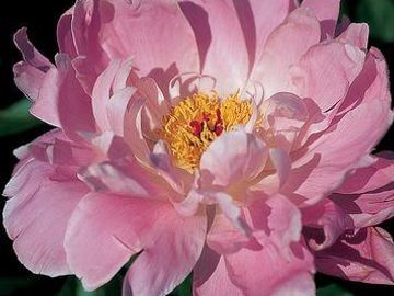 Fragrant, semi-double; large flower, opens clear medium pink, fades to a soft light pink as the flow