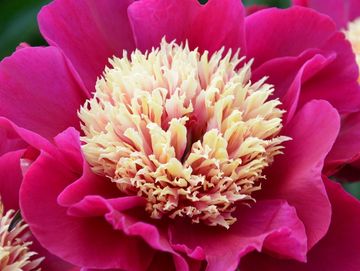 Fragrant, Japanese; large flower, opens deep carmine red. Well-formed, broad petals surround a large