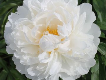 Fragrant, semi-double, double on mature well grown plants; medium size flower, opens pure white.