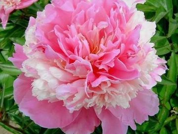 Fragrant, bomb double; large flower, opens soft pink. Large center ball rises above saucer.