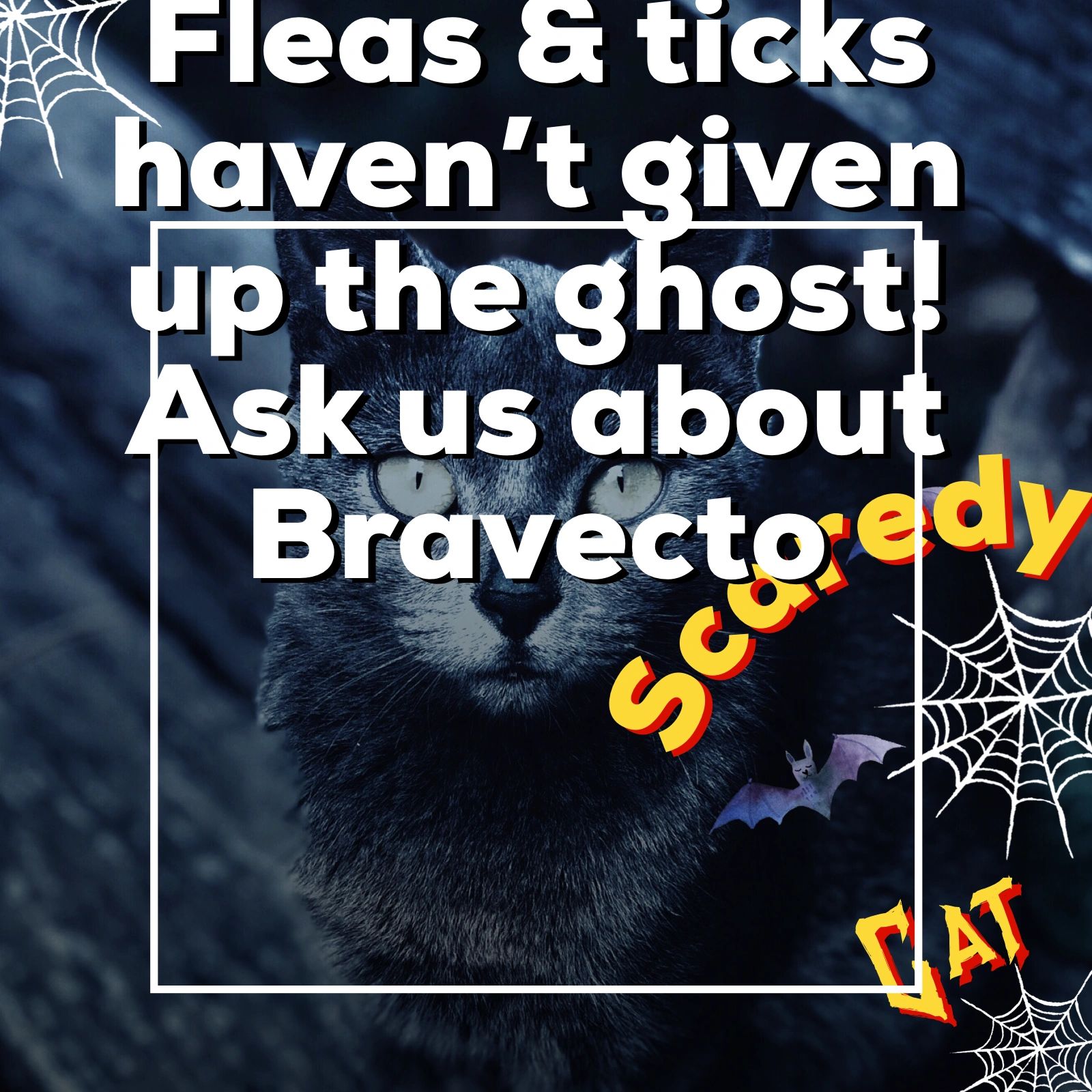 island exotic vet care