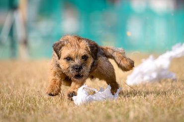 .....chasing the *trash bag bunny*!