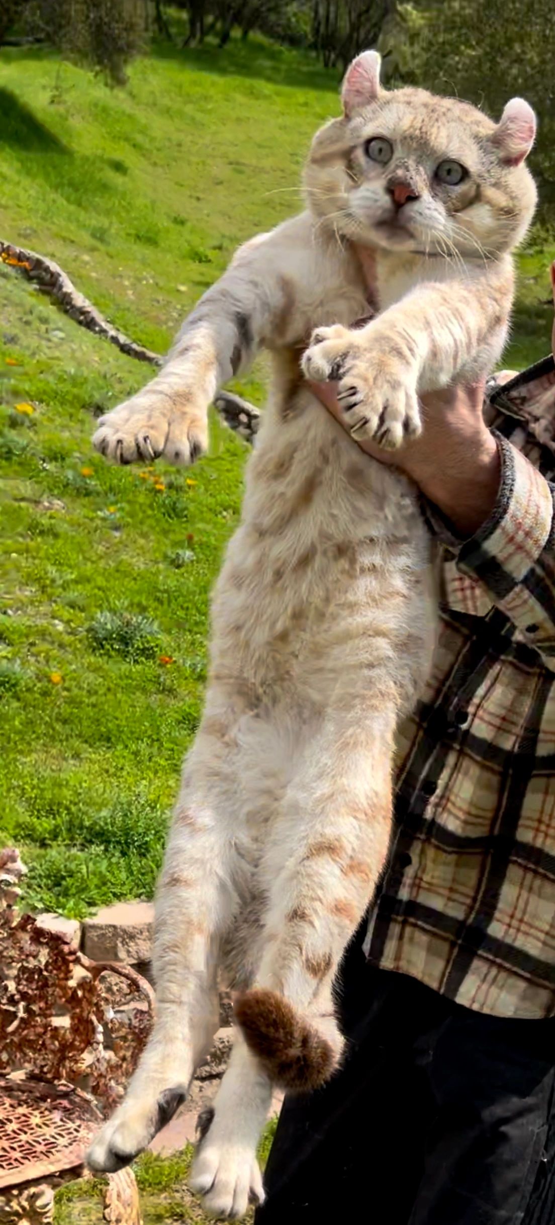 The Lion and the Monkey | Story.com, image size:1104x2436