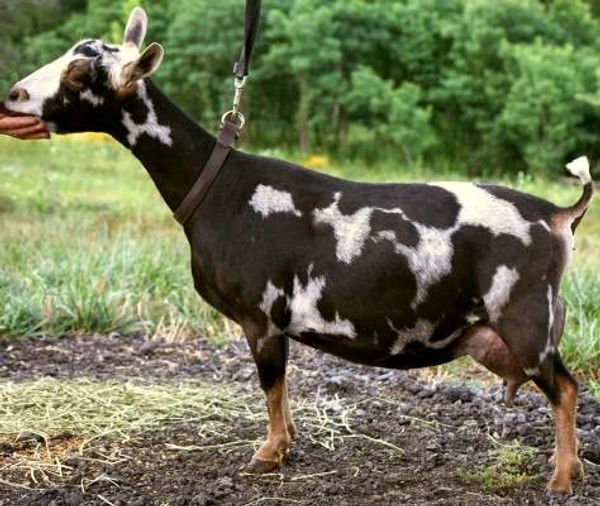 SG Better Wayz Funshine Carabear 3*M