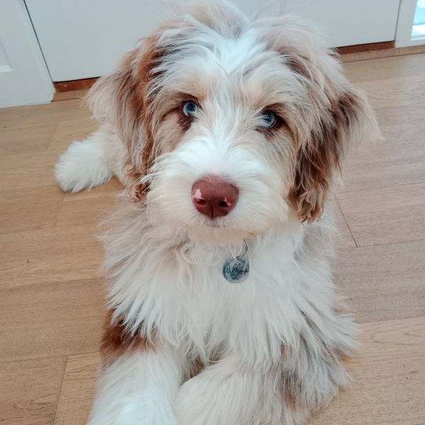 Willow, Therapy dog in training at Willow Psychology and Assessments.