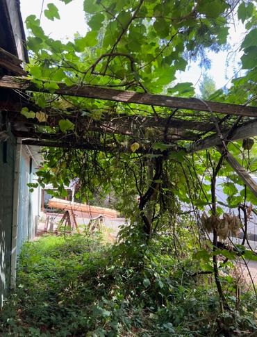 BEFORE: Our team clear out overgrowth seen here.