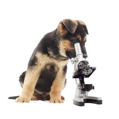 Dog looking into microscope