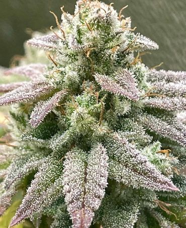 Muffin Time (Closing Time x Blueberry Muffin)