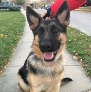 Happy German Shepherd sitting on a sidewalk with ears perked up.