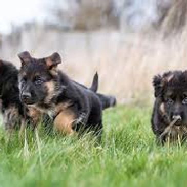 Three adorable German Shepherd puppies playing in the grass.