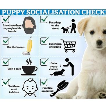 Checklist for socialising puppies with various environments and people.