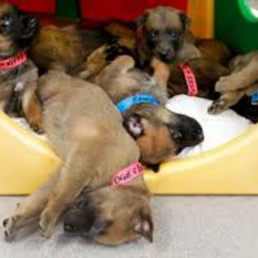 A group of adorable puppies resting inside and around a colorful play structure.