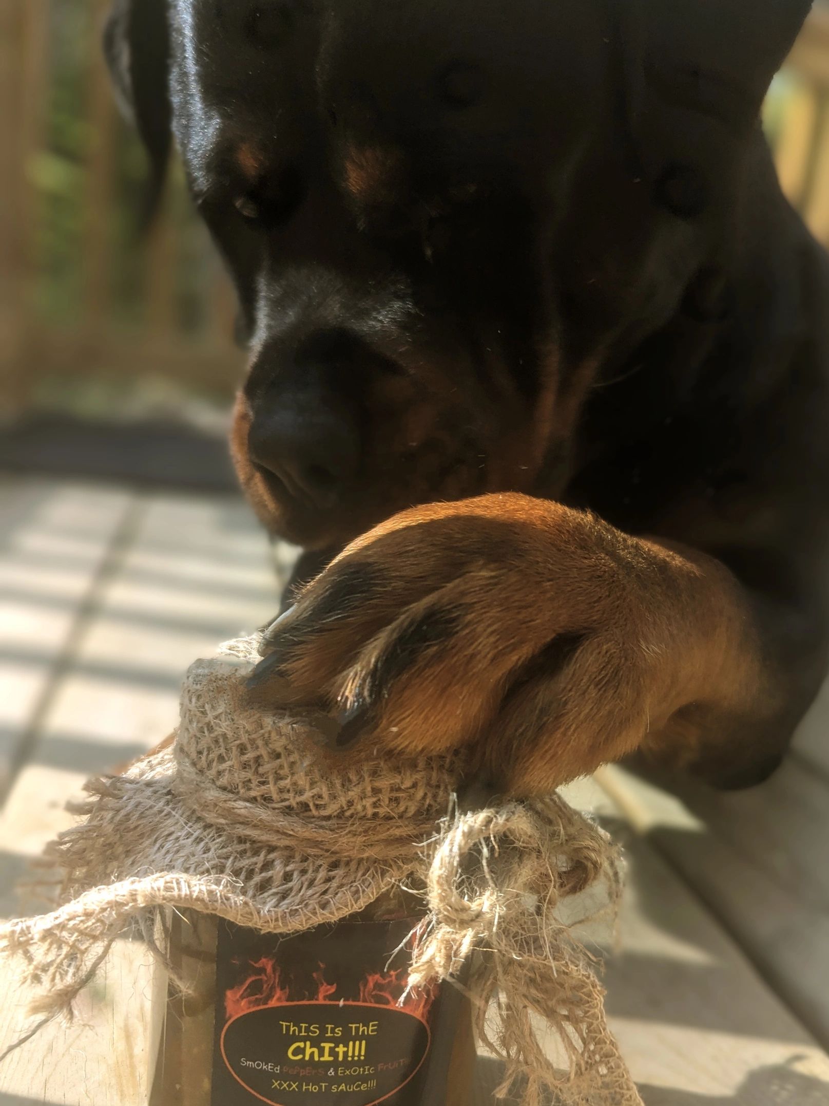 This Beauty of a boy is my Rottweiler Jackson
Jackson's position at ThIs Is ThE ChIt is head of HR a