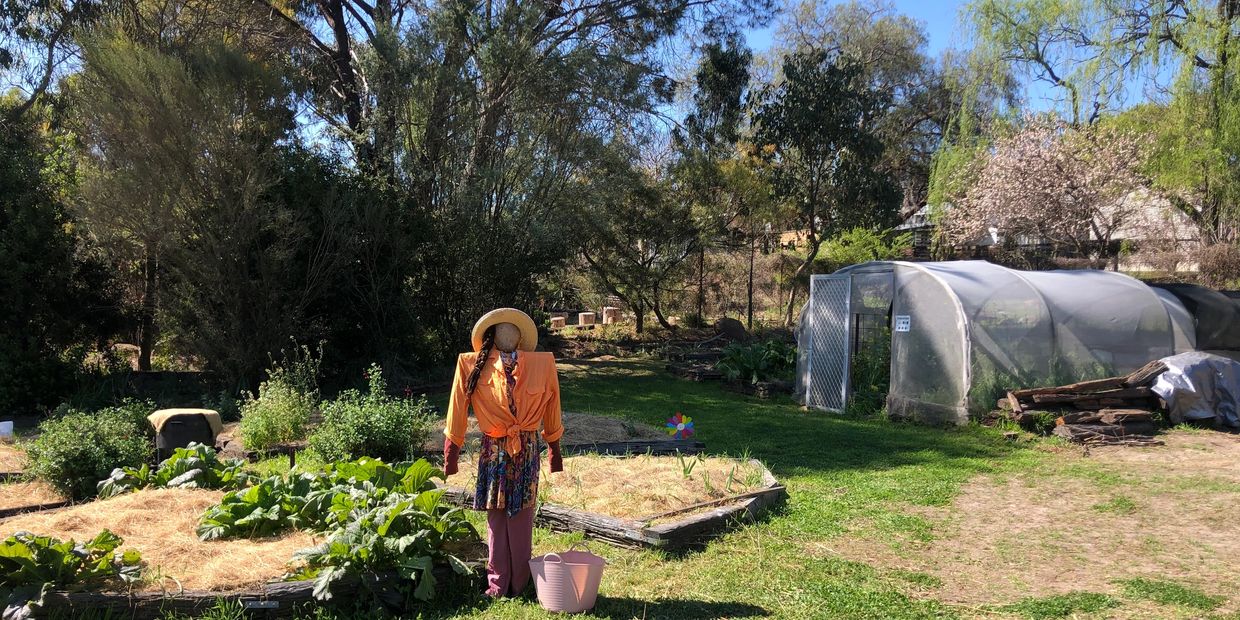 Scarecrow in garden with greenhouse nearby.