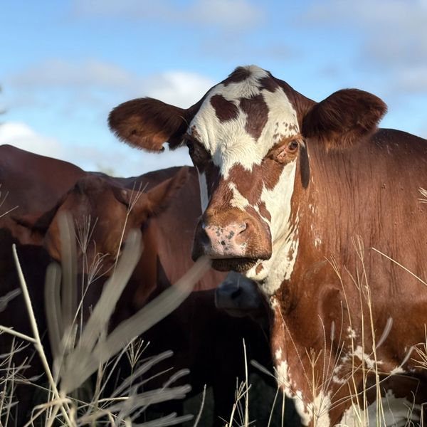 Close-up of a brown and white cow in a grassy field under a blue sky.