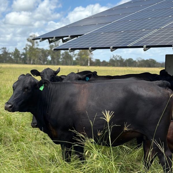 Black cows resting under solar panels in a grassy field.