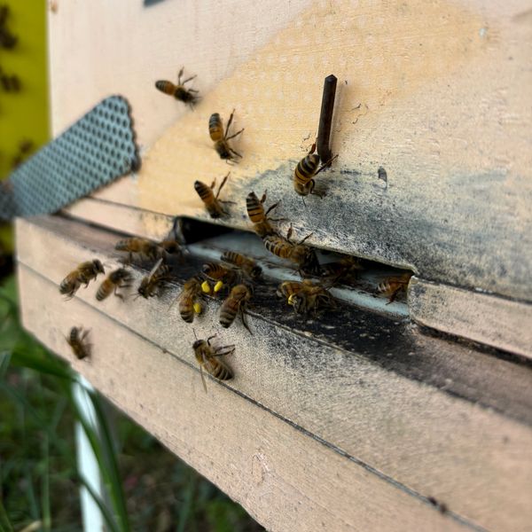 Bees actively flying around the entrance of a wooden hive.