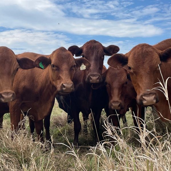 A group of brown cows standing in a grassy field under a partly cloudy sky.