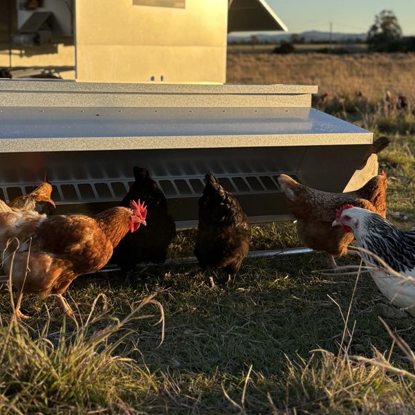 Chickens pecking around a feeder in a sunlit field at dusk.