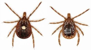 The Lone Star tick, may produce a rash in humans and some symptoms similar to Lyme disease. Brown