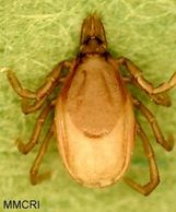 ixodes angustus