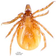 ixodes muris, weak vector of Lyme disease
