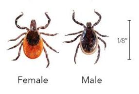 BLACKLEGGED OR DEER TICK, LYME DISEASE.   Human babesiosis, human granulocytic ehrlichiosis.  