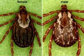 The American dog tick, Dermacentor variabilis.  Rocky Mountain spotted fever and tularemia. 