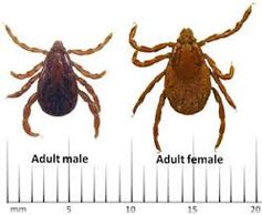   The brown dog tick or kennel tick