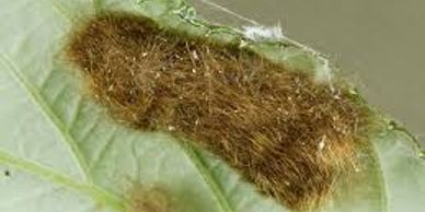 The larval stage (caterpillar) of this insect feeds on the foliage of hardwood trees and shrubs incl